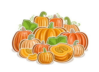 Vector logo for Pumpkins, decorative horizontal poster with cartoon design yellow pumpkin vegetarian composition, vegan print with various whole and cut piece of sweet raw pumpkins on white background