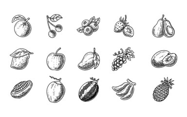 Set of Fruits Doodle Vector Element