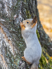 The squirrel with nut sits on tree in the autumn. Eurasian red squirrel, Sciurus vulgaris.