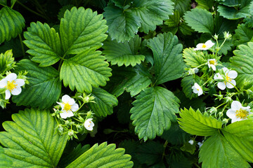 Blooming strawberry, top view. White berry flowers with green leaves for publication, design, poster, calendar, post, screensaver, wallpaper, postcard, banner, cover, website. High quality photo