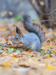 Autumn squirrel with nut sits on green grass with fallen yellow leaves