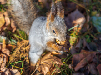 Autumn squirrel with nut sits on green grass with fallen yellow leaves