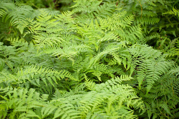 fern leaves
