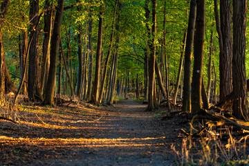 Long walking path in a forest with late afternoon autumn golden sun from the side.  
