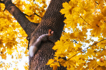 Funny squirrel on maple tree with yellow leaves in an autumn park