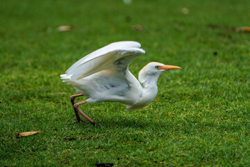 Western Cattle Egret ready for takeoff