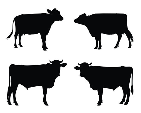 Cow Silhouette. Cow Vector Illustration. Cow Artwork.