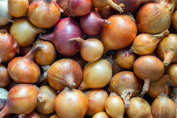 Lots of bulbs. Onions in natural light. The texture of an old onion.