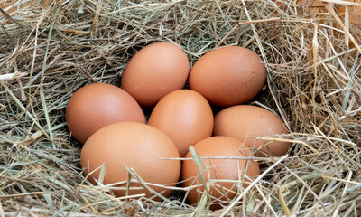 pictures of real chicken eggs in the dry grass