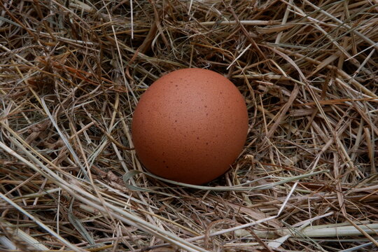 pictures of real chicken eggs in the dry grass