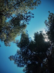 Looking up, trees and the sky