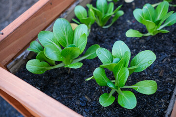 fresh bok choy plant in a box 