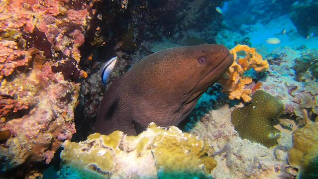 A huge moray eel on a coral reef. Maldives.