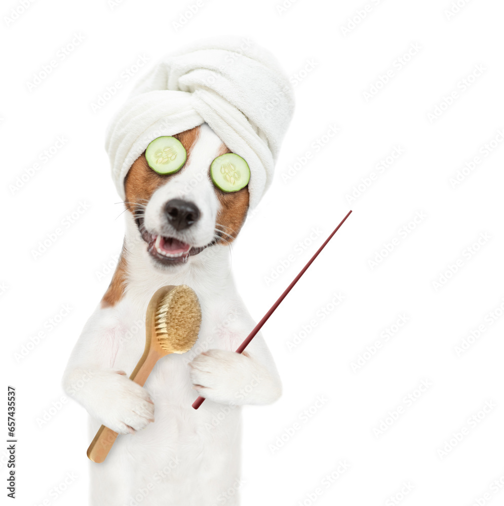 Poster jack russell terrier puppy with towel on it head holds bath brush and points away on empty space. is