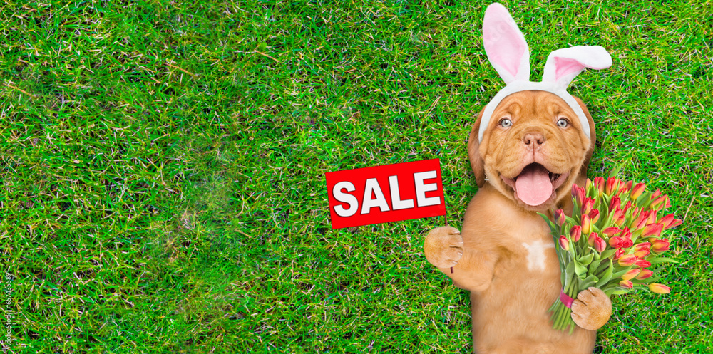 Poster happy mastiff puppy wearing easter rabbits ears holds bouquet of tulips and shows signboard with lab
