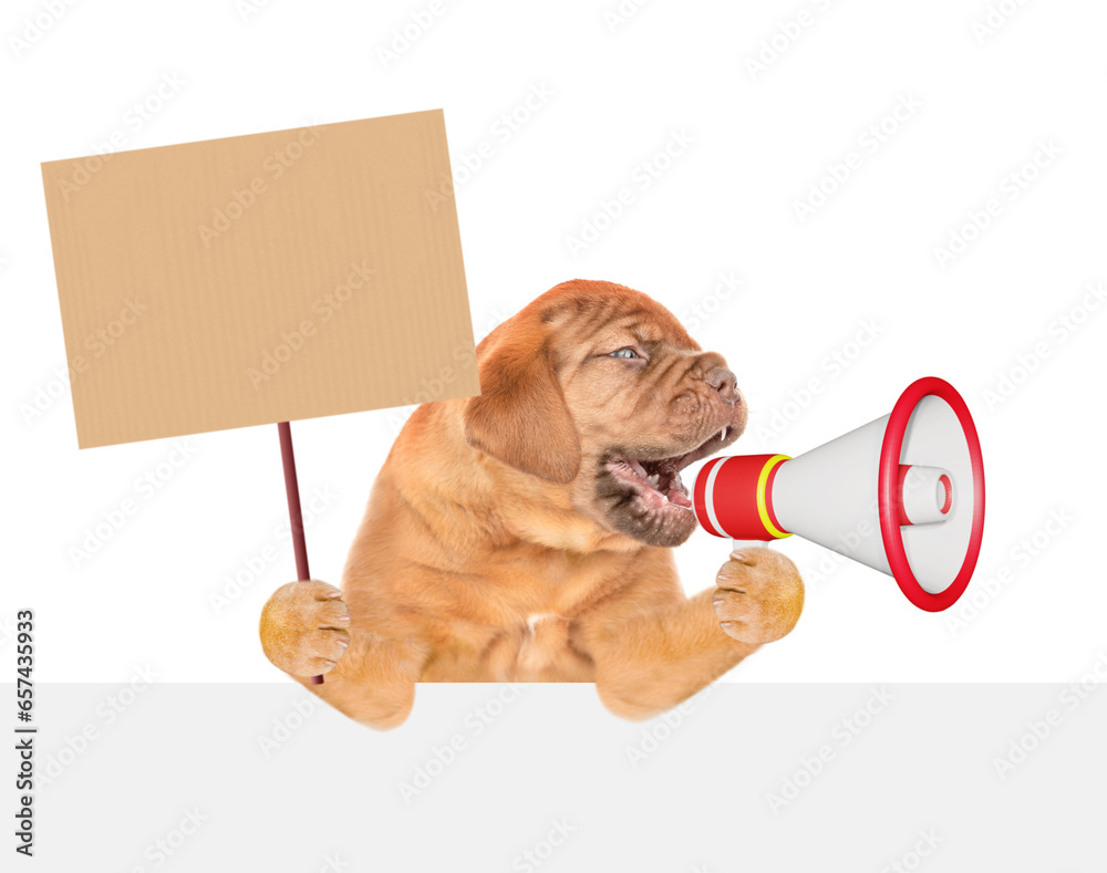 Poster Funny Mastiff puppy barks into megaphone above empty white banner and showing empty placard. isolated on white background