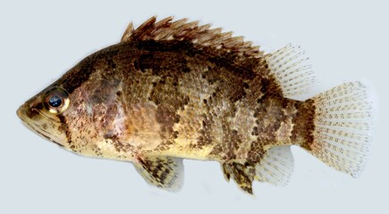 Naklejka premium Nandus oxyrhynchus Ng, Vidthayanon Ng, 1996, Fish in the Mekong River, Thailand