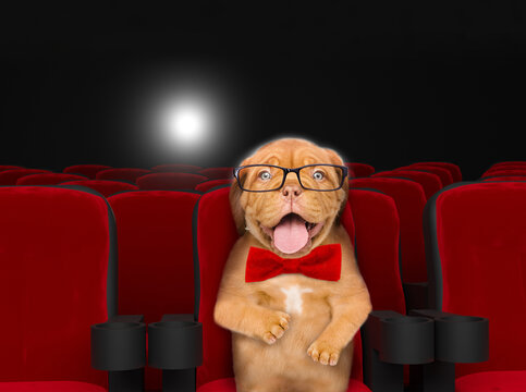 Happy Mastiff puppy wearing eyeglasses and red tie bow watching a movie in the cinema