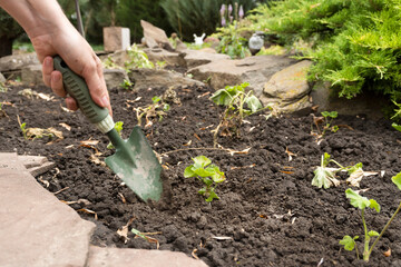 Girl gardener takes care of plants in a flower bed in the garden.