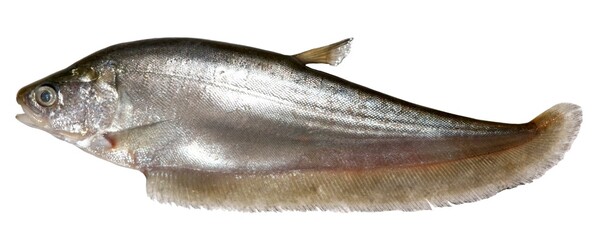 Asiatic knifefish or Grey featherback or Bronze featherback, Notopterus notopterus  (Pallas, 1769) 
Fish in the Mekong River, Thailand