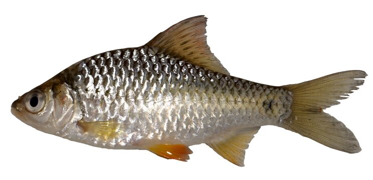 Swamp barb, Puntius brevis (Bleeker, 1850), Fish in the Mekong River, Thailand