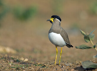 Yellow wattled lapwing on the ground