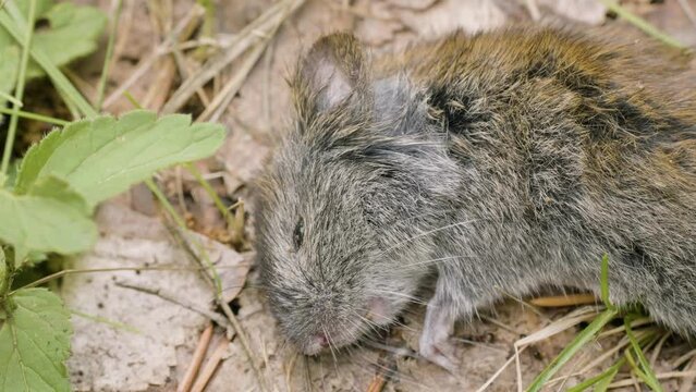 A dead rodent: grey red-backed vole (Myodes rufocanus).