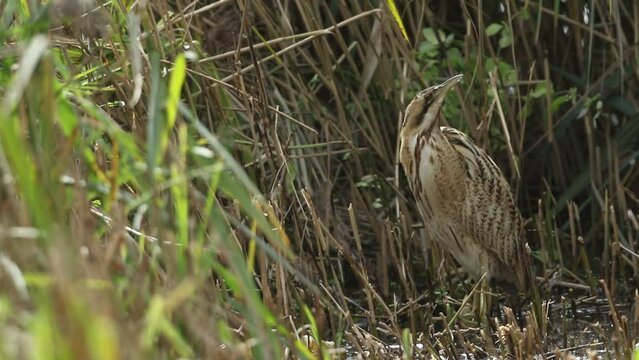 A rare  Bittern, Botaurus stellaris, preening in reeds at the edge of a lake.