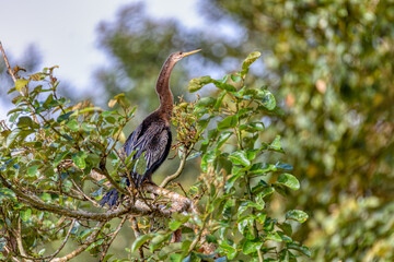 Tropical bird Snakebird, darter, American darter, or water turkey, (Anhinga anhinga). Refugio de Vida Silvestre Cano Negro, Wildlife and bird watching in Costa Rica.