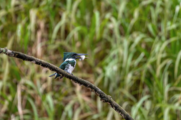 Bird Amazon Kingfisher (Chloroceryle amazona) female sitting on a branch with fish in beak. Refugio de Vida Silvestre Cano Negro, Wildlife and bird watching in Costa Rica.