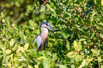 Boat-billed heron (Cochlearius cochlearius) hidden in mangrove swamps in river Bebedero, Palo Verde National park Wildlife Reserve, Costa Rica wildlife. Wildlife and birdwatching in Costa Rica.