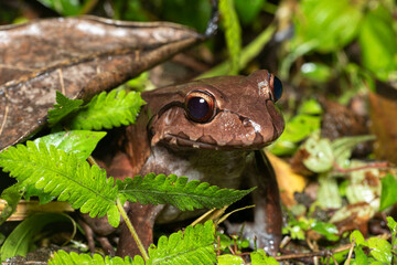 Obraz premium Savages thin-toed frog (Leptodactylus savagei) thin-toed frog species of leptodactylid frog, Refugio de Vida Silvestre Cano Negro, Costa Rica Wildlife