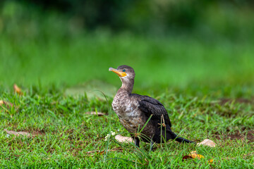 Neotropic cormorant or olivaceous cormorant (Phalacrocorax brasilianus), medium-sized cormorant. Refugio de Vida Silvestre Cano Negro, Wildlife and bird watching in Costa Rica.