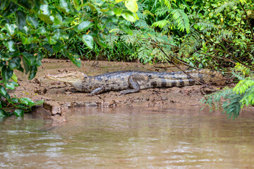 Spectacled caiman (Caiman crocodilus) or Common Caiman, crocodilian reptile, predator in Refugio de Vida Silvestre Cano Negro, Costa Rica wildlife