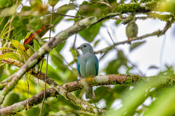 Blue-gray tanager (Thraupis episcopus), medium-sized South American songbird. Refugio de Vida Silvestre Cano Negro, Wildlife and bird watching in Costa Rica.