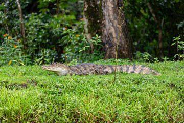 Naklejka na ściany i meble Spectacled caiman (Caiman crocodilus) or Common Caiman, crocodilian reptile, predator in Refugio de Vida Silvestre Cano Negro, Costa Rica wildlife