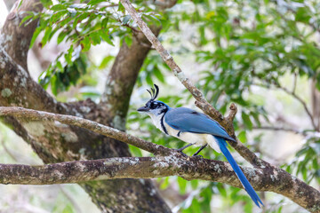 White-throated magpie-jay (Calocitta formosa) sitting on a tree, Rincon de la Vieja National Park, Parque Nacional Rincon de la Vieja, Guanacaste Province, Costa Rica