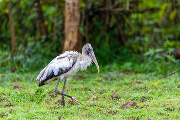 Wood stork (Mycteria americana), large American wading bird in the family Ciconiidae. Refugio de Vida Silvestre Cano Negro, Wildlife and bird watching in Costa Rica.