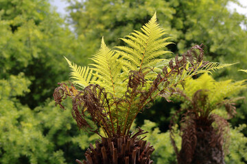 Fern plant is growing in the forest.
