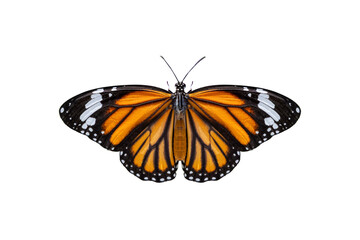 Monarch butterfly. clipping path