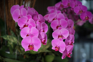 purple violet orchid with bokeh background