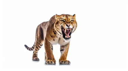 Zelfklevend Fotobehang a Sabertooth tiger smilodon on a white background. Generative Ai © tong2530