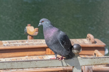 Pigeon Crète pose pour la photographe