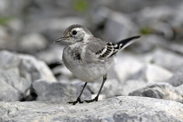 young White wagtail // junge Bachstelze (Motacilla alba) 