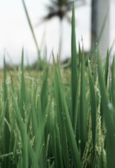 Rice plants in the rice fields are ready to be harvested.