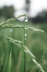 Rice plants in the rice fields are ready to be harvested.