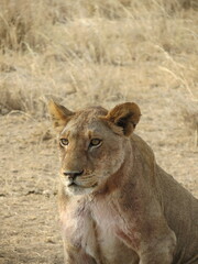 Lioness after eating an animal in the Serengeti National Park (Tanzania)