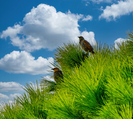 Thrushes perched on top of a maritime pine in Castagneto Carducci Livorno Tuscany Italy