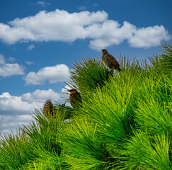 Thrushes perched on top of a maritime pine in Castagneto Carducci Livorno Tuscany Italy