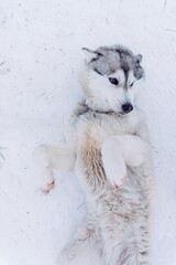 a wonderful light gray husky dog plays in the white snow and enjoys the winter and frost in the north and waits for a ride in a harness